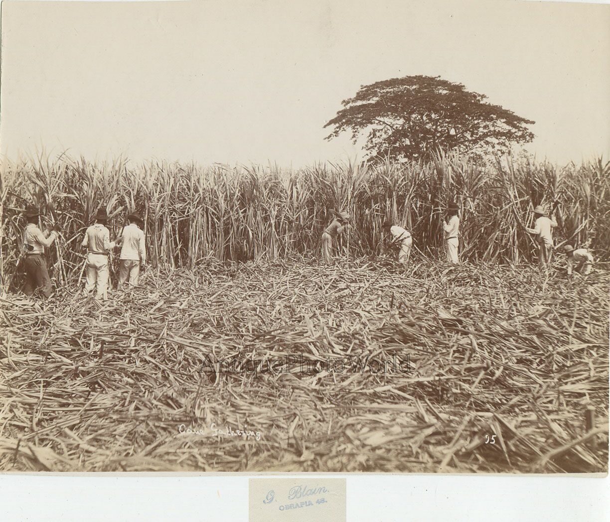 Cuba workers on sugar cane plantation antique photo by Blain